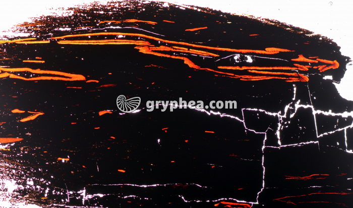 Houille - Charbon LPNA x3 - gryphea.org